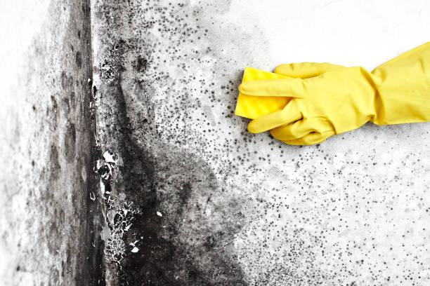 Best Attic Mold Removal  in Paxton, IL